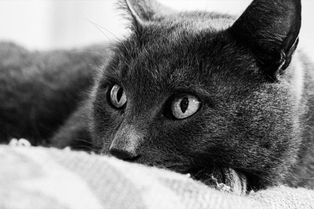 Meilleurs aspirateurs pour poils d’animaux — comparatif 2026